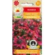 RUDBEKIA CHERRY BRANDY 0,1G TORAF