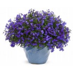 LOBELIA STROICZKA NIEBIESKA 0,1G TORAF