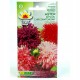 ASTER CHRYZANTEMOWY MIX 1G TORAF