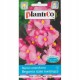 Begonia stale kwit.Carmen a 0 1g ST/P PLANTICO