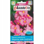 Begonia stale kwit.Carmen a 0 1g ST/P PLANTICO