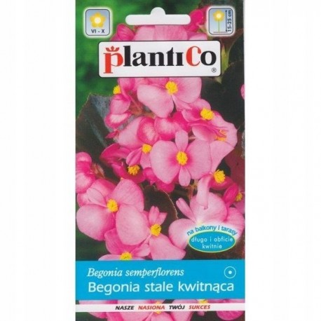 Begonia stale kwit.Carmen a 0 1g ST/P PLANTICO