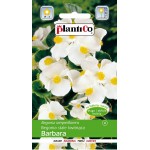 Begonia stale kwit.Barbara a 0 1g ST/P PLANTICO